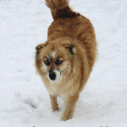 Winnie - Pomsky