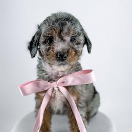 Mittens - Merle female Goldendoodle puppy in Jamestown, Kentucky from Milk & Honey Doodles
