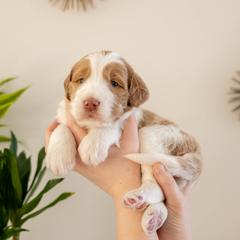 Jackfruit - male Golden Mountain Doodle puppy in New River, Arizona from Sonoran Standard Doodles