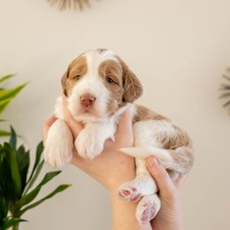 Jackfruit - male Golden Mountain Doodle puppy in New River, Arizona from Sonoran Standard Doodles