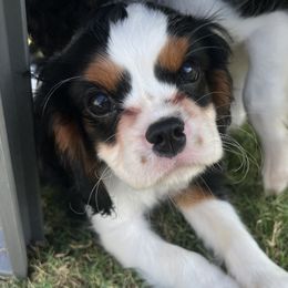 Cavalier King Charles Spaniels from Small Town Cavaliers