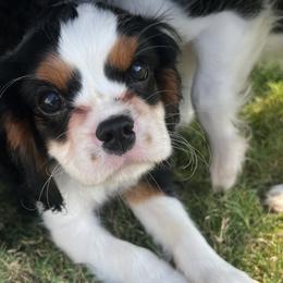 Cavalier King Charles Spaniels from Small Town Cavaliers