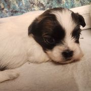 Cody - Black gold and white male Mal-Shi puppy in Richmond, Missouri from Natalie's Happy Fur Paw Shih-Tzues and More