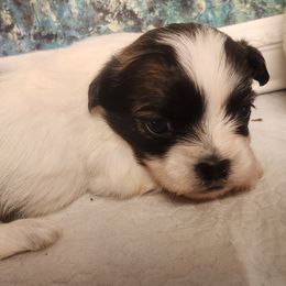 Cody - Black gold and white male Mal-Shi puppy in Richmond, Missouri from Natalie's Happy Fur Paw Shih-Tzues and More