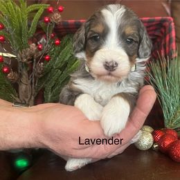 Prancer - Blue merle female Bernedoodle puppy in Temecula, California from Country Hills Doodles