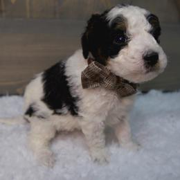Buddy - Black and white male Bernedoodle puppy in Bowling Green, Ohio from Windy Creek Doodles