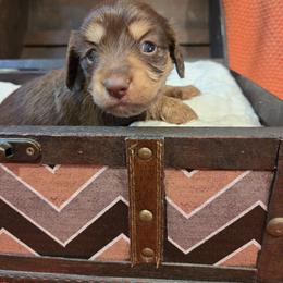 Chocolate Girl (pink) - Chocolate and cream female Dachshund puppy in Panama City Fl, Florida from Southern Bliss Doxies