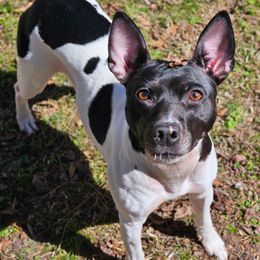 Chance - Rat Terrier