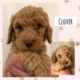 Clover - Apricot male Poodle puppy in Surprise, Arizona from Oh Doodles Doodlery