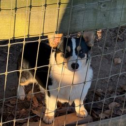 Hazel - Pembroke Welsh Corgi