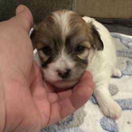 Coton de Tulear Puppies from Beethoven’s Cotons