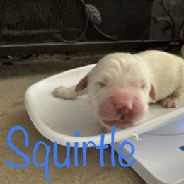 Golden Retriever Puppies from English Creams of Morningstar