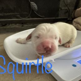 Golden Retriever Puppies from English Creams of Morningstar