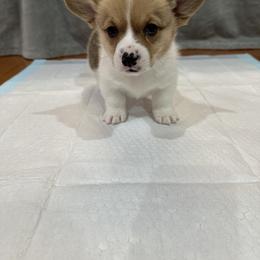 Batman - Sable male Pembroke Welsh Corgi puppy in Morristown, Tennessee from Robertson Corgi’s