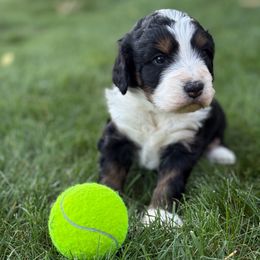 Rocky - Tri-color male Bernedoodle puppy in Larimer County, Colorado from Puppy Love Doodles