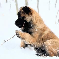 Belgian Tervuren Puppies from Chocorua Working Belgians