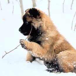 Belgian Tervuren Puppies from Chocorua Working Belgians