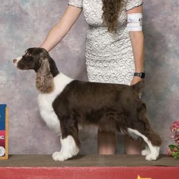 English Springer Spaniels from Windmoor