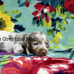 Cedar - Dapple male Dachshund puppy in Overbrook, Kansas from The Greyline Dogs