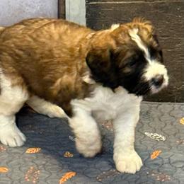 Miles - Brindle and white male Saint Berdoodle puppy in San Antonio, Texas from Mammoth Doodles