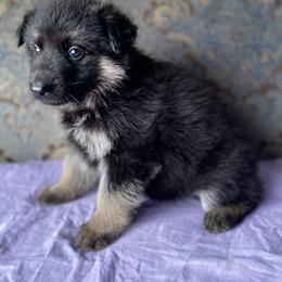 Purple collar girl - Black and red female German Shepherd puppy in Coleta, Illinois from Four Leaf Farm- Vom Vierblättriges Bauernhof