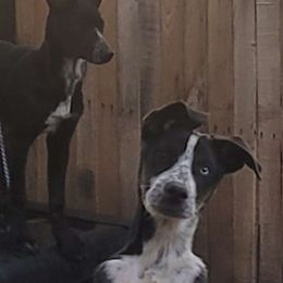Hank - Dalmatian puppy from Developing Spots & Happy Dals
