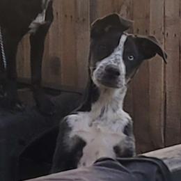 Hank - Dalmatian puppy from Developing Spots & Happy Dals
