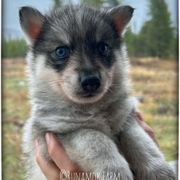 Five-Card Draw (aka Casino) - Wolf sable male Pomsky puppy in St. Maries, Idaho from Runamok Farm