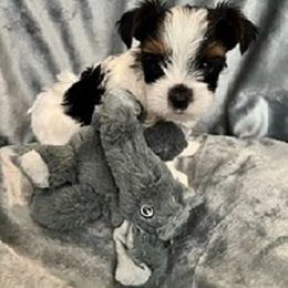 Yorkshire Terrier Puppies from Sweet Creations Yorkies