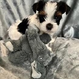 Yorkshire Terrier Puppies from Sweet Creations Yorkies