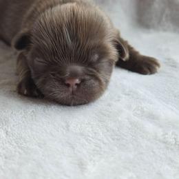 Reese - Chocolate male Shih Tzu puppy in Jenks, Oklahoma from Northstar Shih Tzu