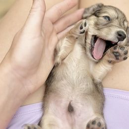 Boy 4 - Dachshund puppy in Newton, Mississippi from KP Dachshunds