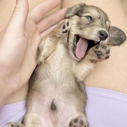 Boy 4 - Dachshund puppy in Newton, Mississippi from KP Dachshunds