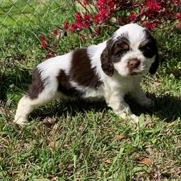 Panda - Brown and white female Cocker Spaniel puppy in Gadsden, Alabama from Rich Cat’s