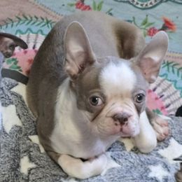 Chandler - Lilac male Boston Terrier puppy in Orange, Texas from Emerald Moon Bostons