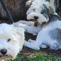 Miniature Schnauzers from SHANNAN COLE