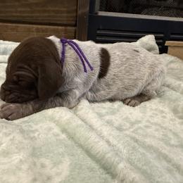 Purple - Liver roan female German Shorthaired Pointer puppy in Huntington, Texas from B&B GSP’S