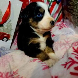 Vixen - Black tri-color female Australian Shepherd puppy in Blairsville, Georgia from Georgia Peach Aussies