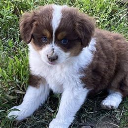 Aussiedoodles from House Merrills Minis and Doodles