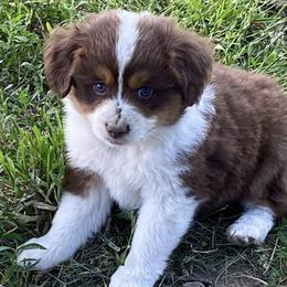 Aussiedoodles from House Merrills Minis and Doodles
