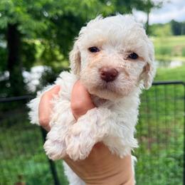 C4-Girl 2 - Black collar - Orange female Lagotto Romagnolo puppy in Ashland, Ohio from SS Australian Shepherds