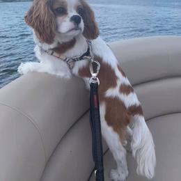 Cavalier King Charles Spaniel Puppies from Mapleview Cavalier King Charles Spaniels