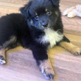 Memphis - Black tri male Toy Australian Shepherd puppy in Union Grove, North Carolina from Grove Farm