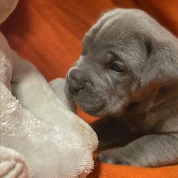 Bianca - Gray brindle female Cane Corso puppy in Nashville, Tennessee from PrestigiousK9