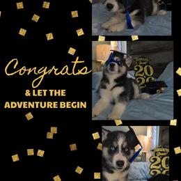 Sabre - Black and white female Siberian Husky puppy in Spring Hill, Florida from Whitmore Wolfpack LLC