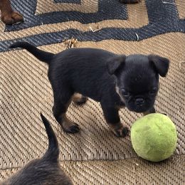 Brussels Griffon Puppies from Mad Monkey