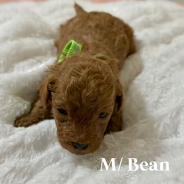 Bean - Apricot male Goldendoodle puppy in Graham, North Carolina from Geise Meadow Doodles