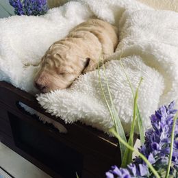 Bernedoodle and Labradoodle Puppies from Royal Doodles