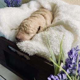 Bernedoodle and Labradoodle Puppies from Royal Doodles