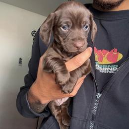 Kahlua - Chocolate female Dachshund puppy in Moreno Valley, California from rdachshunds